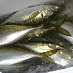 シースナイパー海龍 釣果