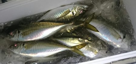 シースナイパー海龍 釣果