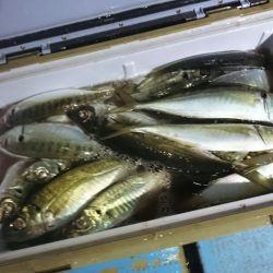 シースナイパー海龍 釣果