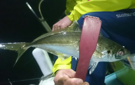 シースナイパー海龍 釣果