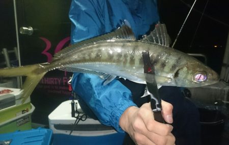 シースナイパー海龍 釣果