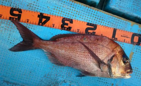 シースナイパー海龍 釣果