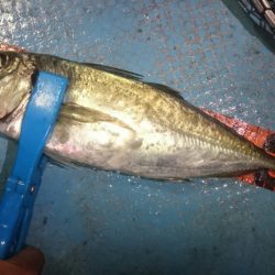 シースナイパー海龍 釣果