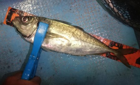 シースナイパー海龍 釣果