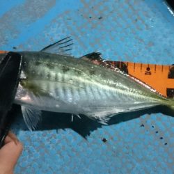 シースナイパー海龍 釣果