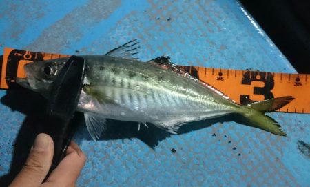 シースナイパー海龍 釣果