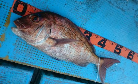シースナイパー海龍 釣果