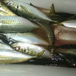 シースナイパー海龍 釣果