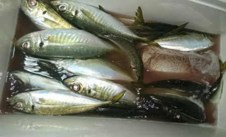 シースナイパー海龍 釣果