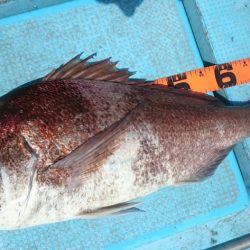 シースナイパー海龍 釣果