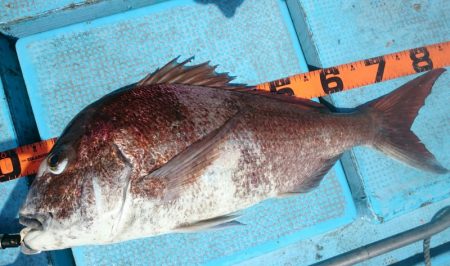 シースナイパー海龍 釣果