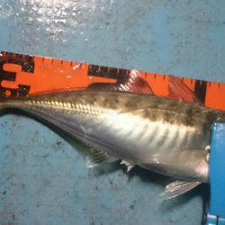 シースナイパー海龍 釣果