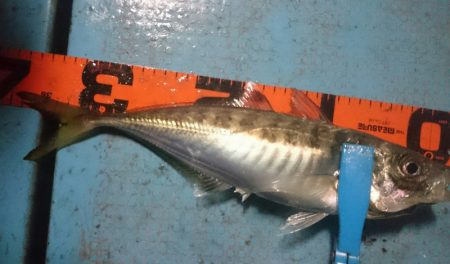 シースナイパー海龍 釣果