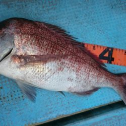 シースナイパー海龍 釣果