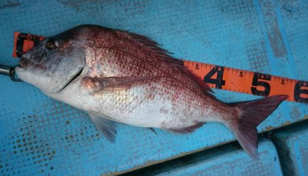 シースナイパー海龍 釣果