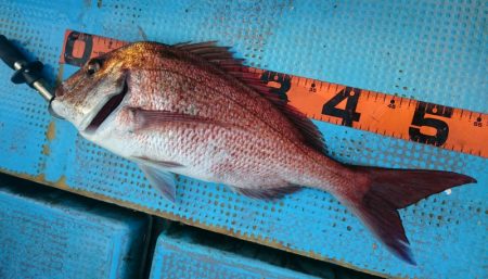 シースナイパー海龍 釣果