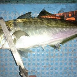 シースナイパー海龍 釣果