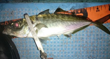 シースナイパー海龍 釣果