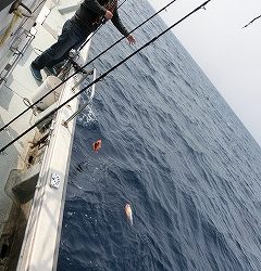 第二清洋丸 釣果