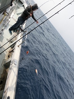 第二清洋丸 釣果