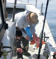 第二清洋丸 釣果