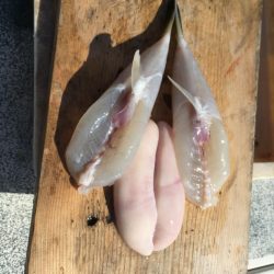 えさ政釣船店 釣果