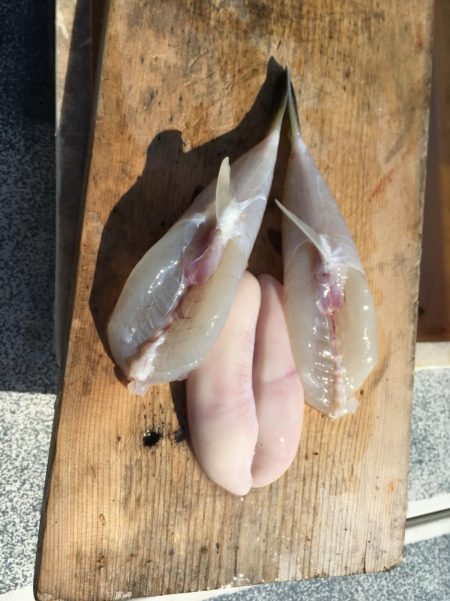 えさ政釣船店 釣果