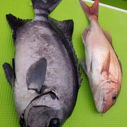 ゆたか丸 釣果