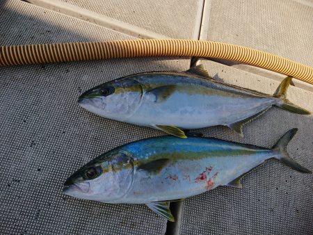 旭星釣りセンター 釣果