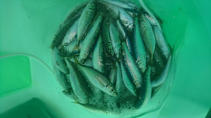 四季の釣りロケ〜サビキで釣ったマイワシで青物狙い in とっとパーク小島【角田裕介氏連載記事浮きアオリイカ釣り 第18弾】