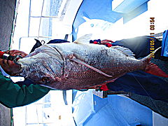 遊漁船 未紗奈 釣果