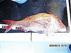 遊漁船 未紗奈 釣果