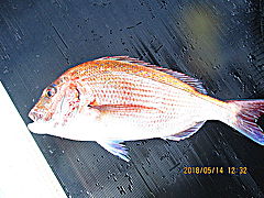 遊漁船 未紗奈 釣果