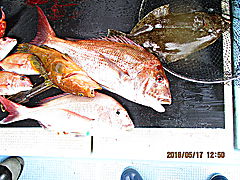 遊漁船 未紗奈 釣果