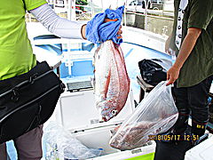 遊漁船 未紗奈 釣果