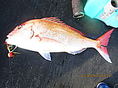 遊漁船 未紗奈 釣果