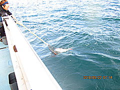 遊漁船 未紗奈 釣果