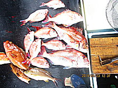 遊漁船 未紗奈 釣果