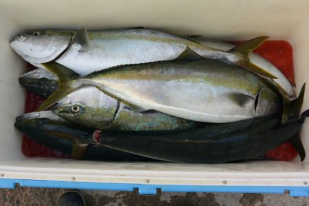 ジギング船 BLUEWATER 釣果