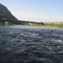 狩野川(狩野川漁業協同組合) 釣果