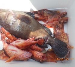 石川丸 釣果