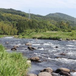 狩野川(狩野川漁業協同組合) 釣果