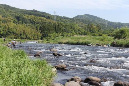 狩野川(狩野川漁業協同組合) 釣果