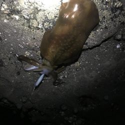 キロアップinエギングサミットin田辺