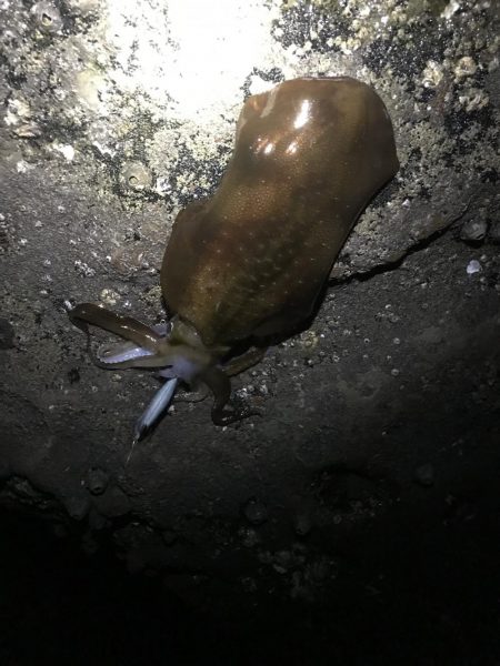 キロアップinエギングサミットin田辺