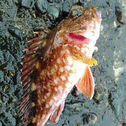 犬走堤防　ロックフィッシュゲーム