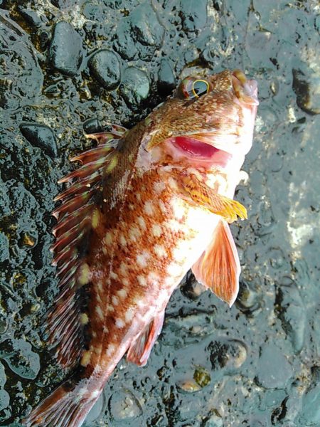 犬走堤防　ロックフィッシュゲーム