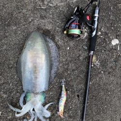 今シーズン初アオリイカ