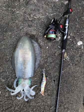 今シーズン初アオリイカ