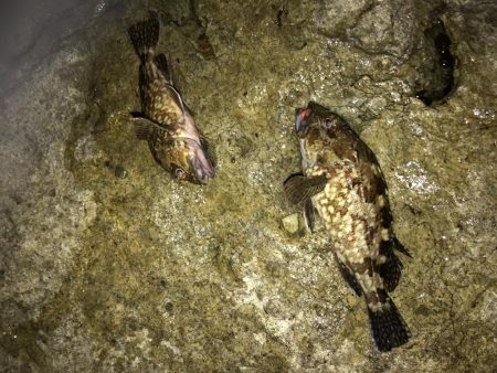 いつものガシラ狙い